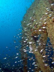 Glassfish every where. Taken on the Rosalie Moller with E... by Nikki Van Veelen 